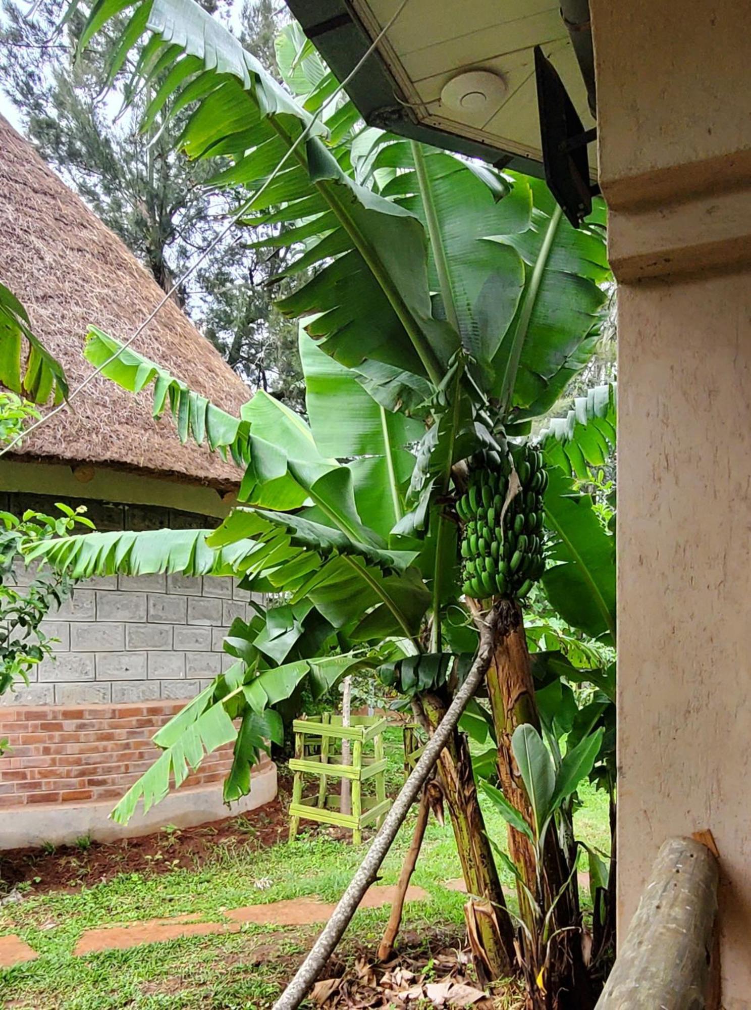 Edaala Comfort - B&B Nairobi Eksteriør billede