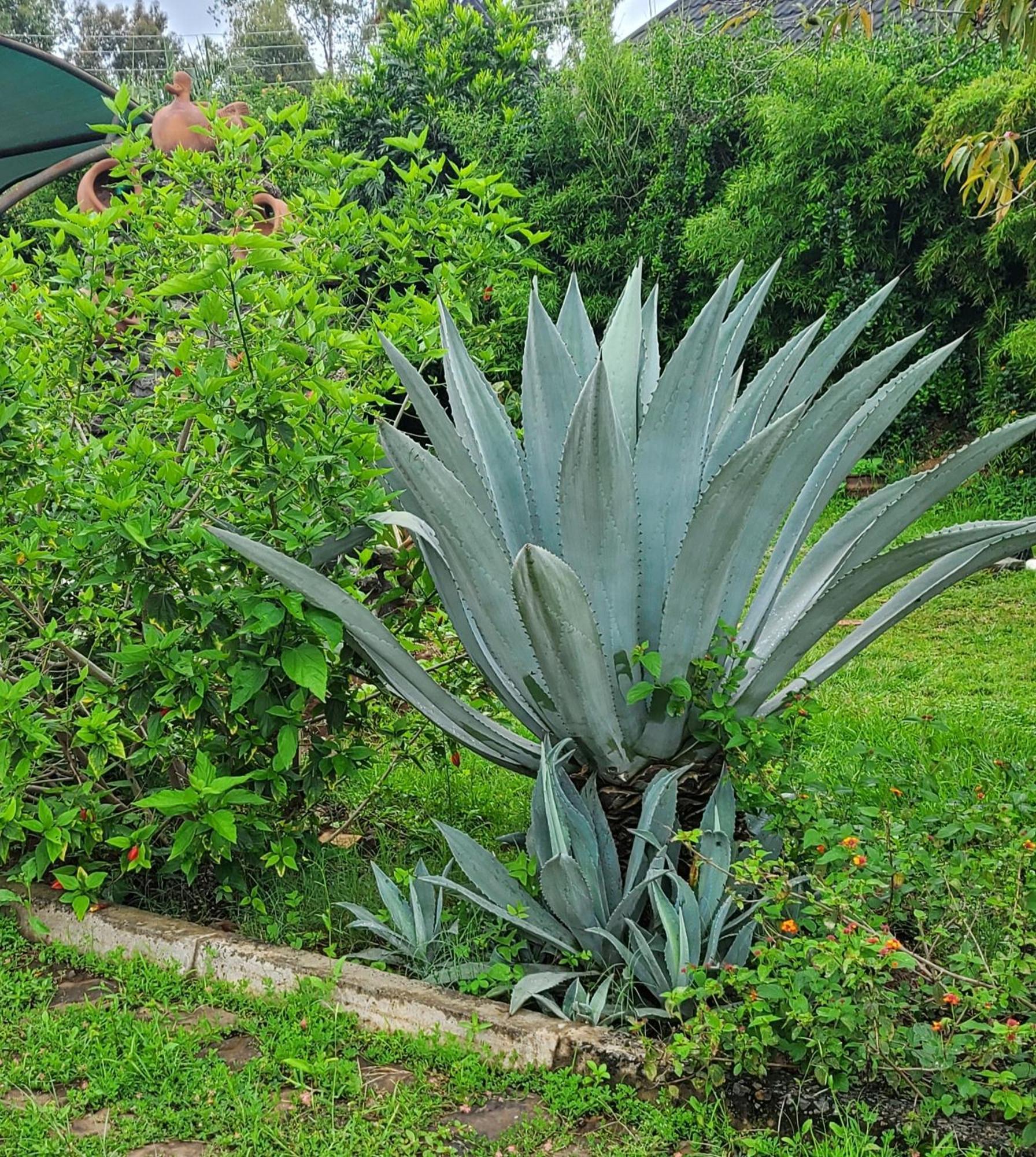 Edaala Comfort - B&B Nairobi Eksteriør billede
