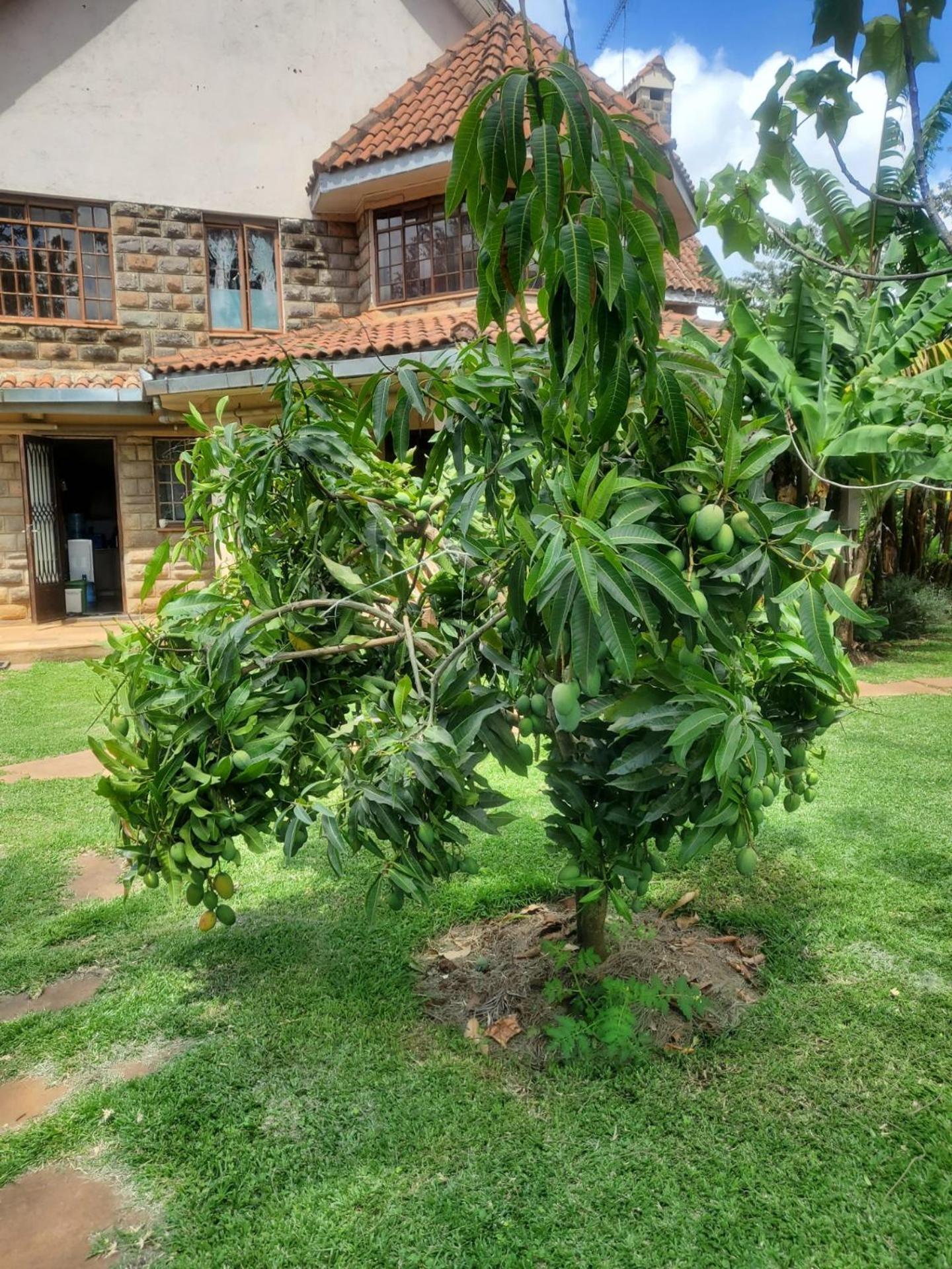 Edaala Comfort - B&B Nairobi Eksteriør billede