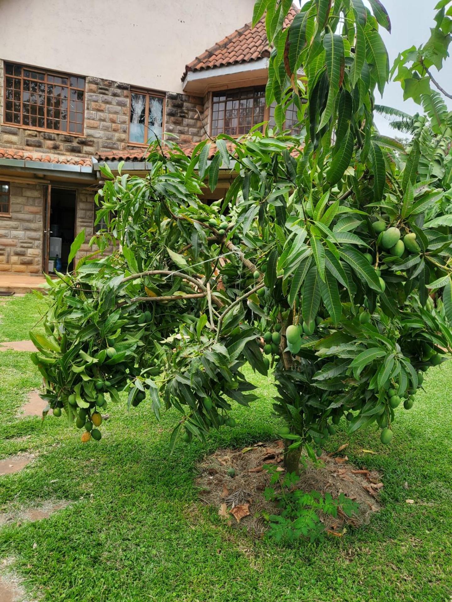 Edaala Comfort - B&B Nairobi Eksteriør billede